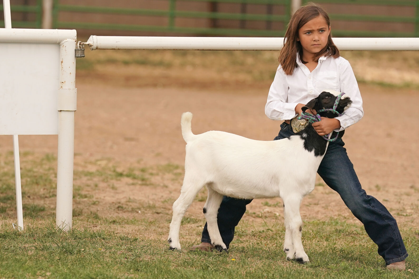 Goat Show Standalones 006.jpg